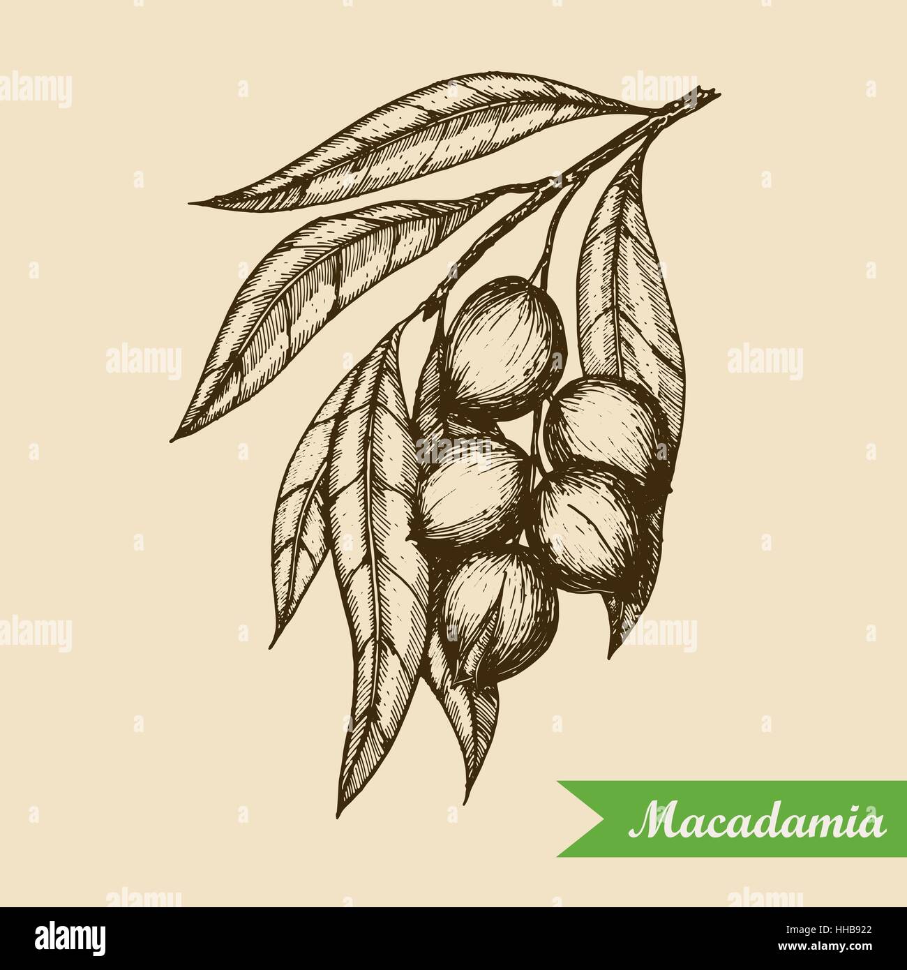 Macadamia Schnitten - Rezepte Suchen