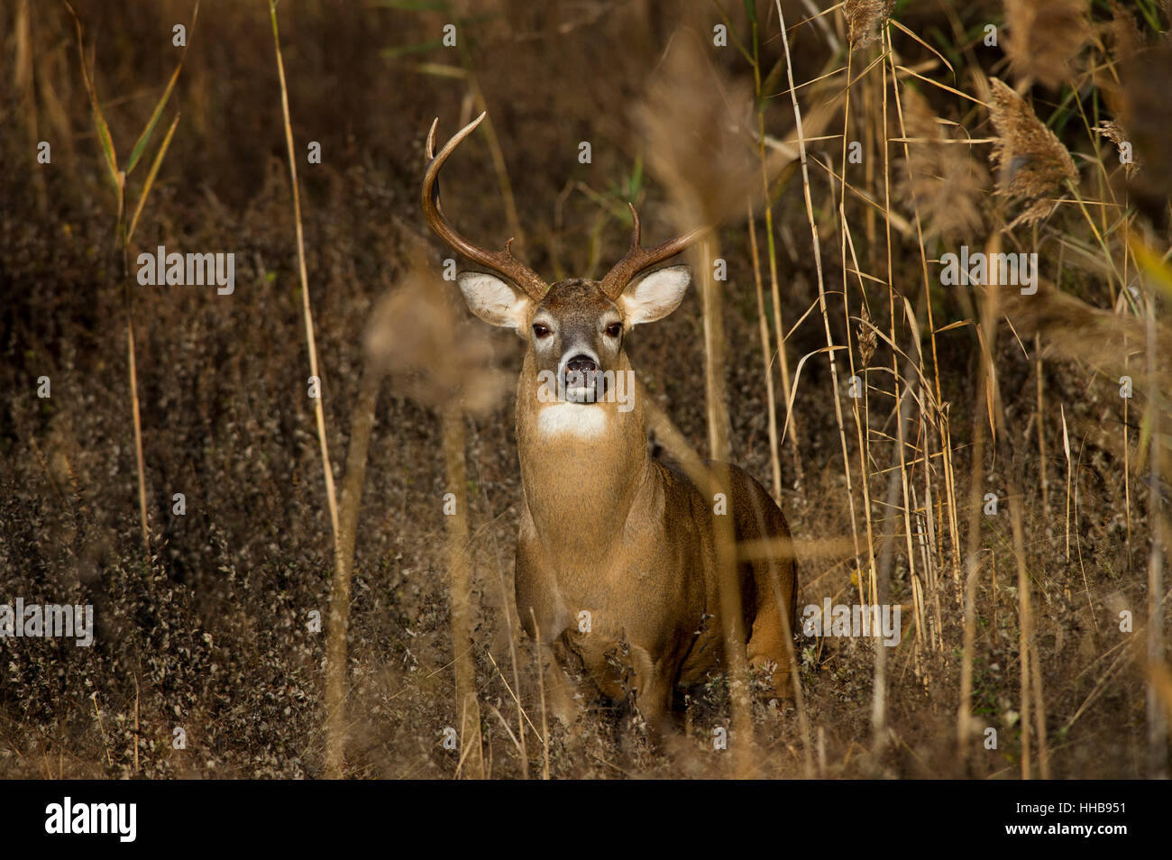 Whitetail buck during rut hi-res stock photography and images - Alamy