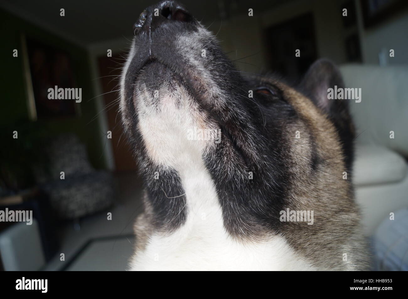 Akita dog angry hi-res stock photography and images - Alamy