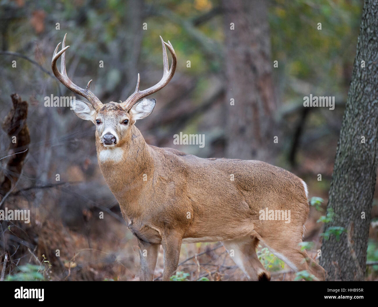 A large Whitetail Buck deer stands in the forest during the rut Stock