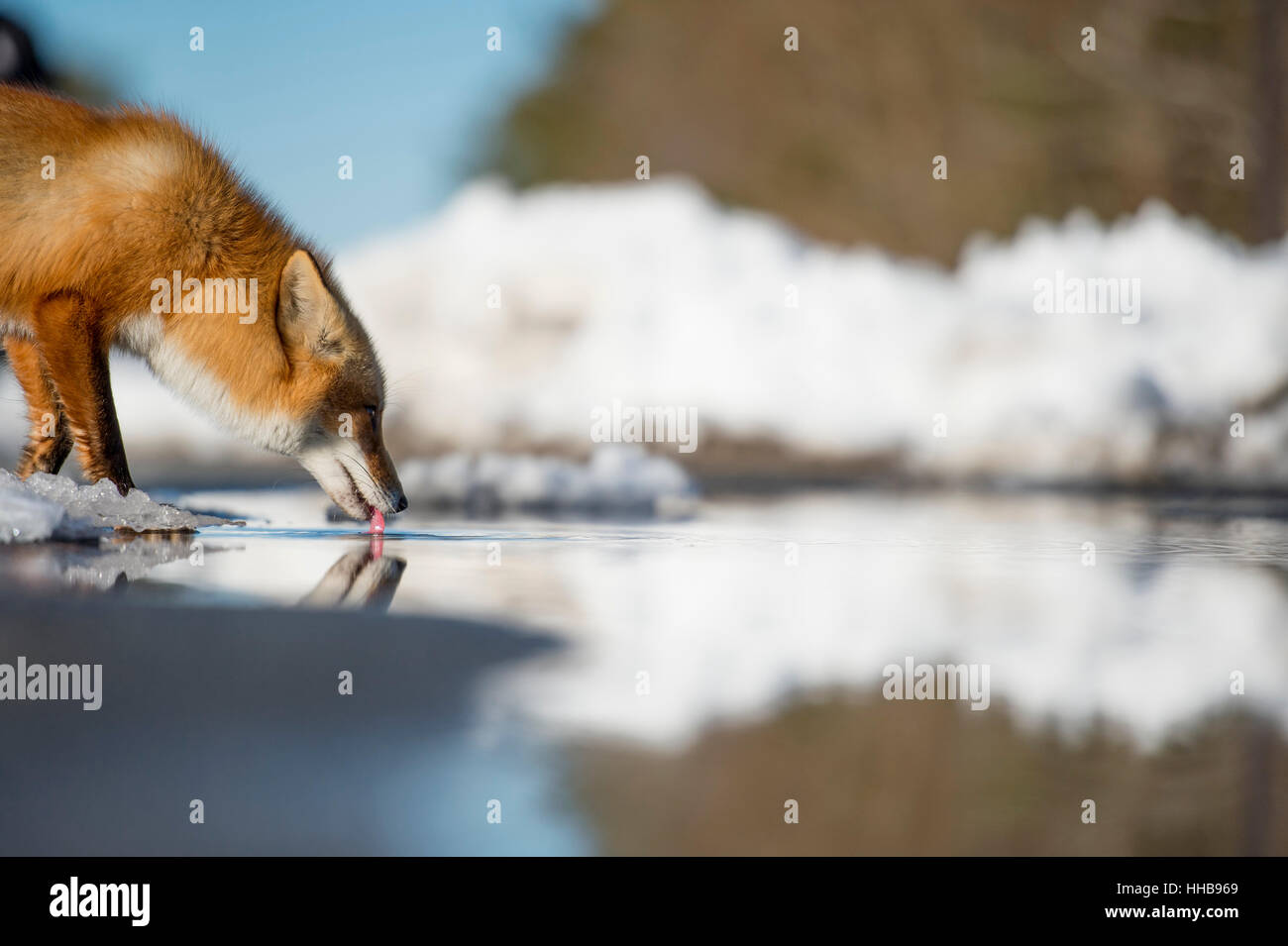 A Red Fox stops to take a drink on a bright sunny winter day. Stock Photo