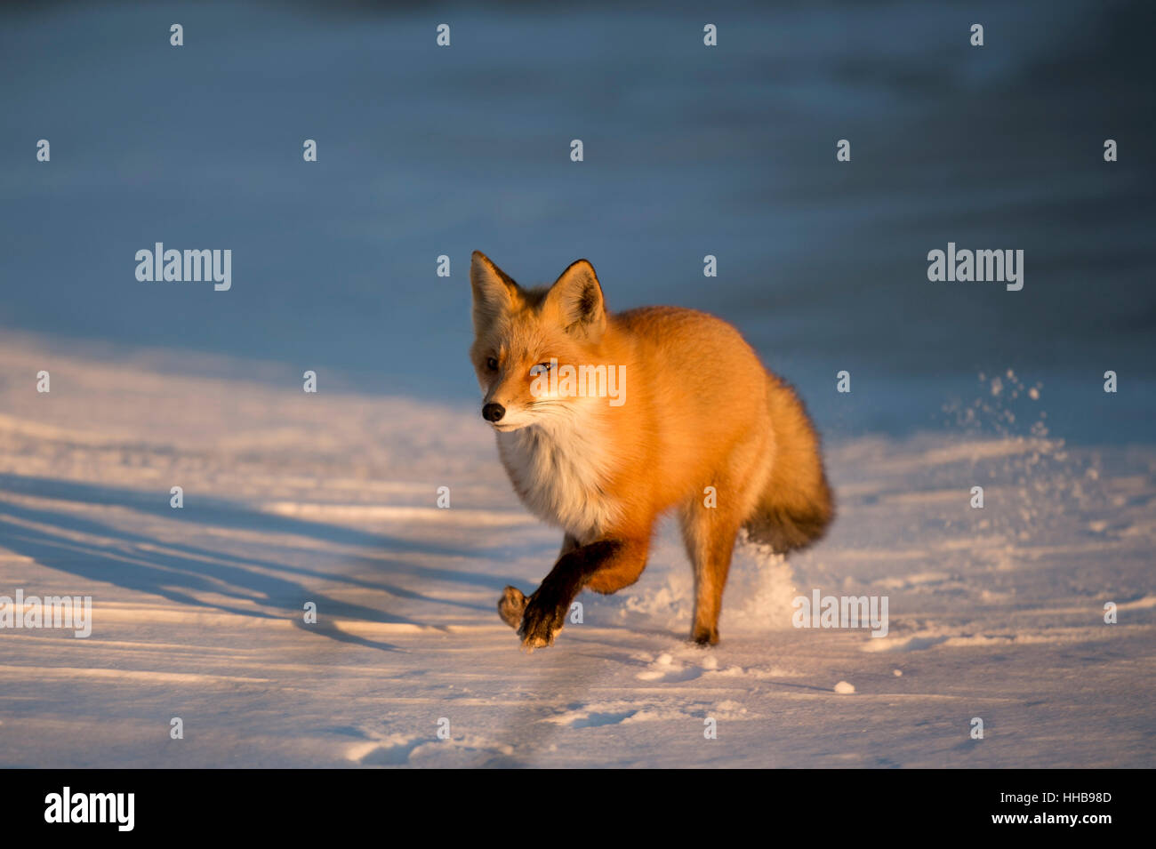 A Red Fox runs through the snow as the setting sun shines on its orange fur. Stock Photo