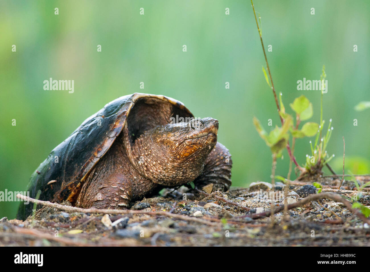 A Common Snapping Turtle laying her eggs in the dirt at John Heinz National Wildlife Refuge. Stock Photo