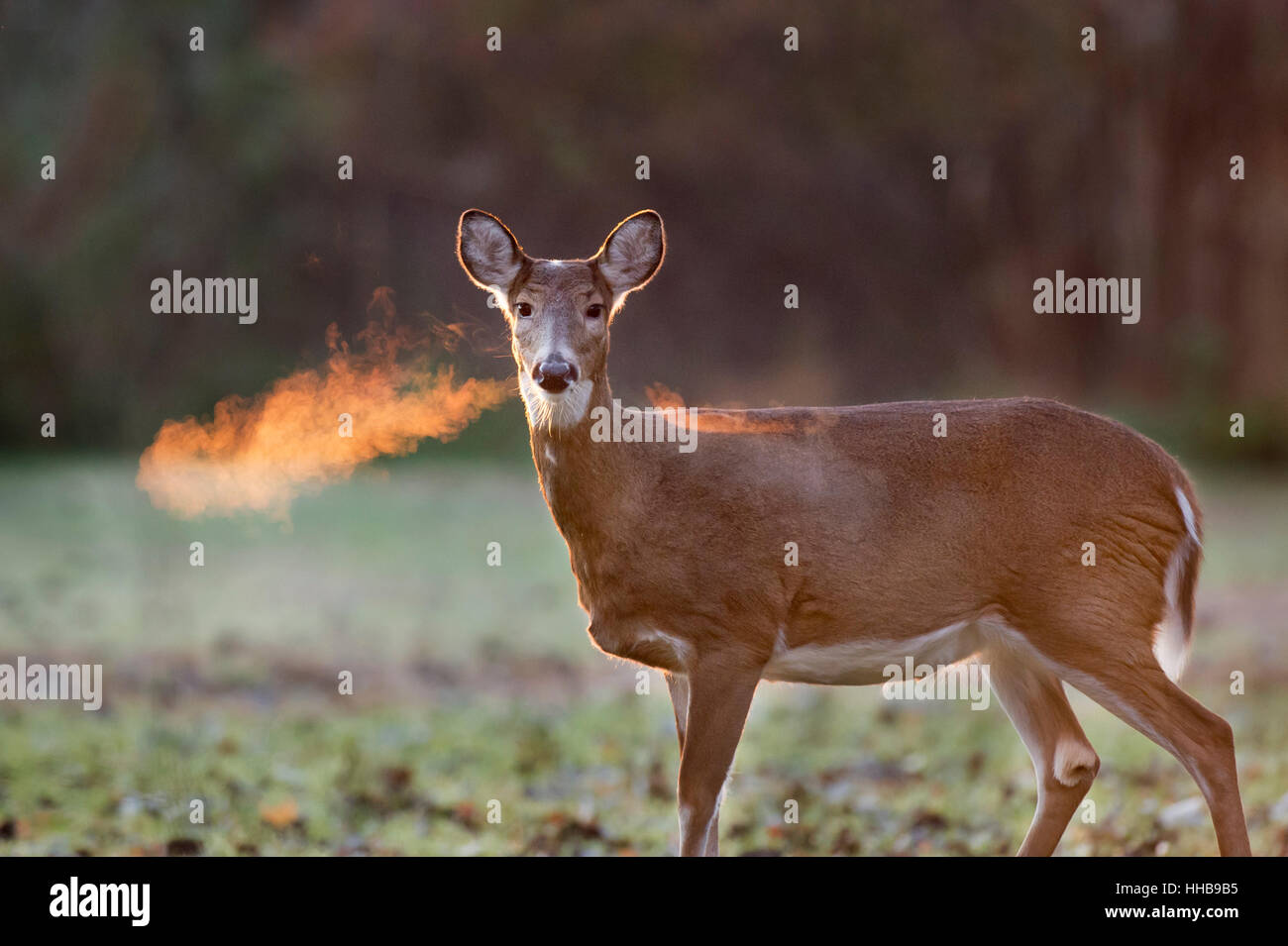This whitetail deer was clearing out her nostrils, just as the sun was coming up behind her.  The sun lit up the warm air with a lovely orange glow. Stock Photo
