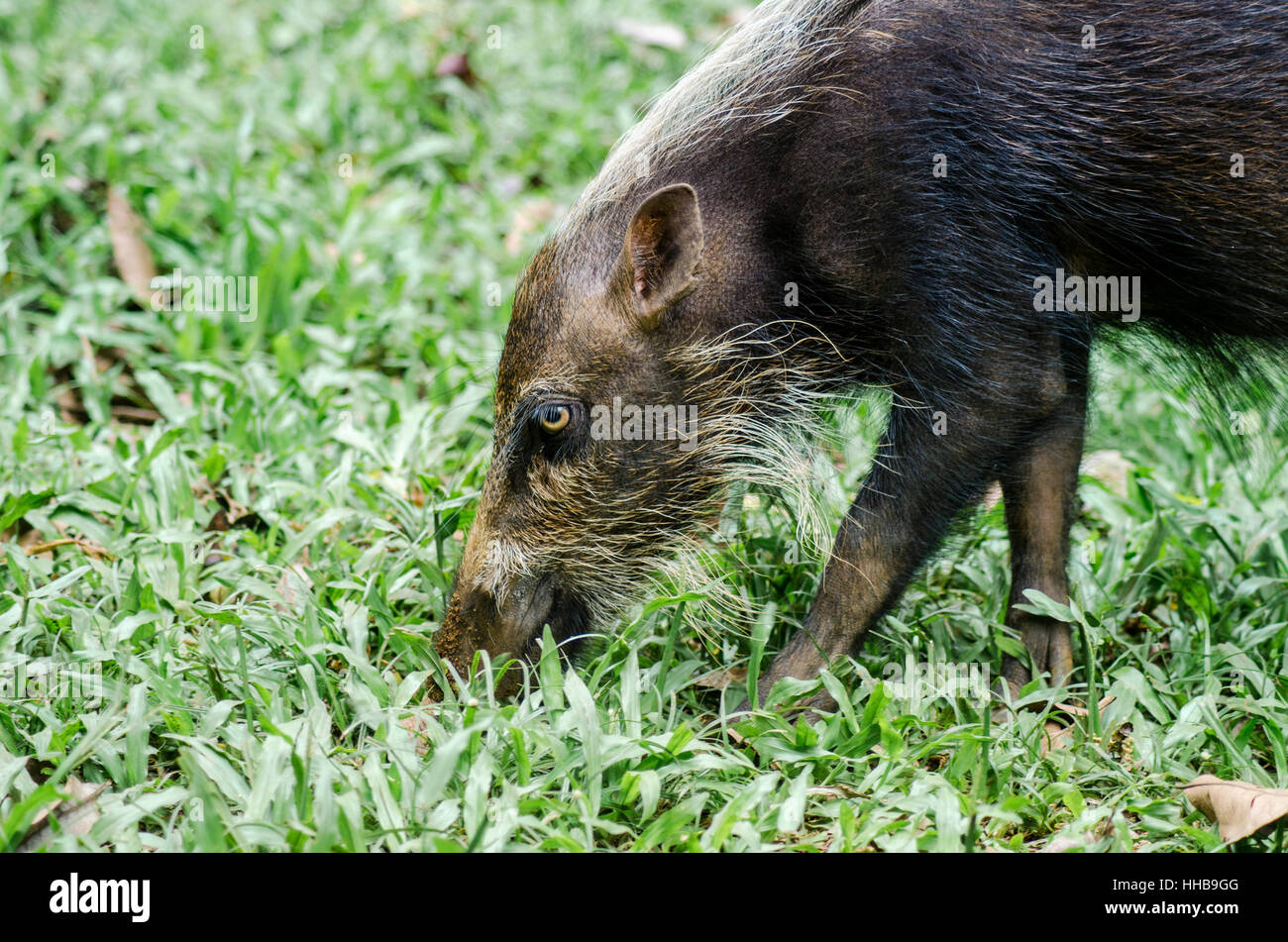 Jungle pig hires stock photography and images Alamy
