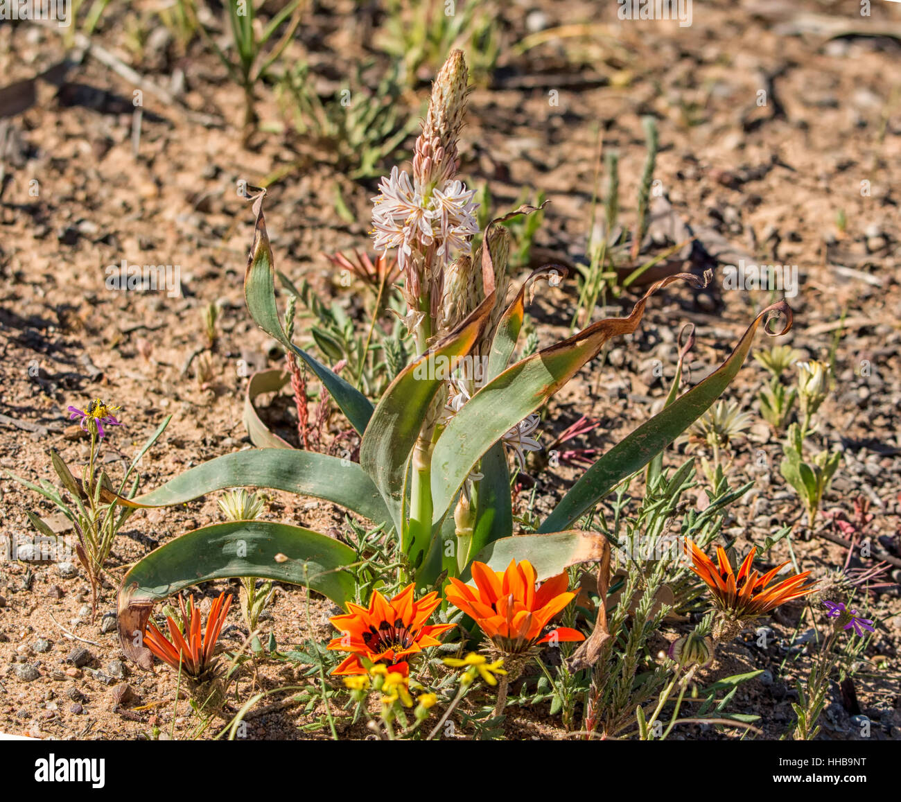 A Trachyandra falcata wildflower in the Namaqualand, South Africa Stock Photo