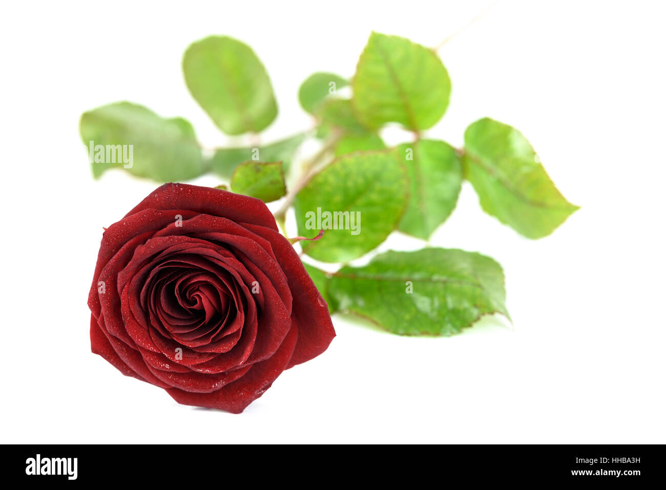 Blooming red rose in drops of dew and isolated on a white background. Stock Photo