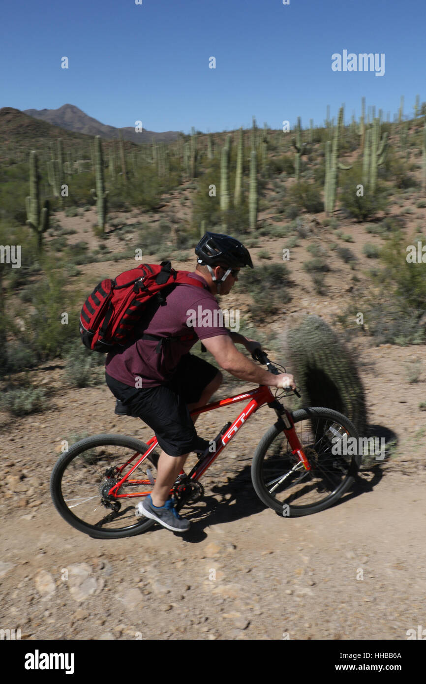 Bike rider and cactus in sonoran desert Tuscon Arizona saguaro cactus Stock Photo
