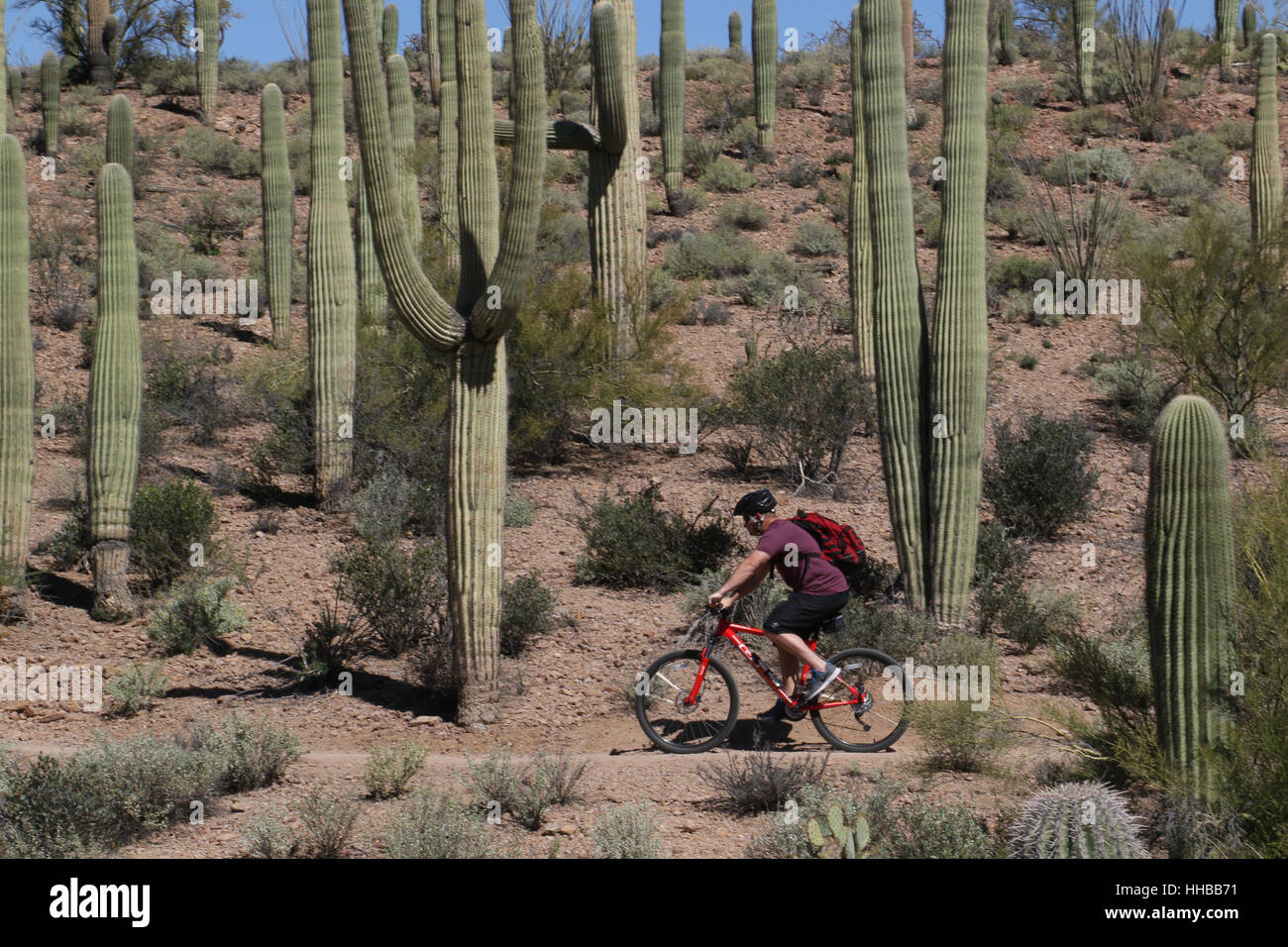 Bike rider and cactus in sonoran desert Tuscon Arizona saguaro cactus Stock  Photo - Alamy