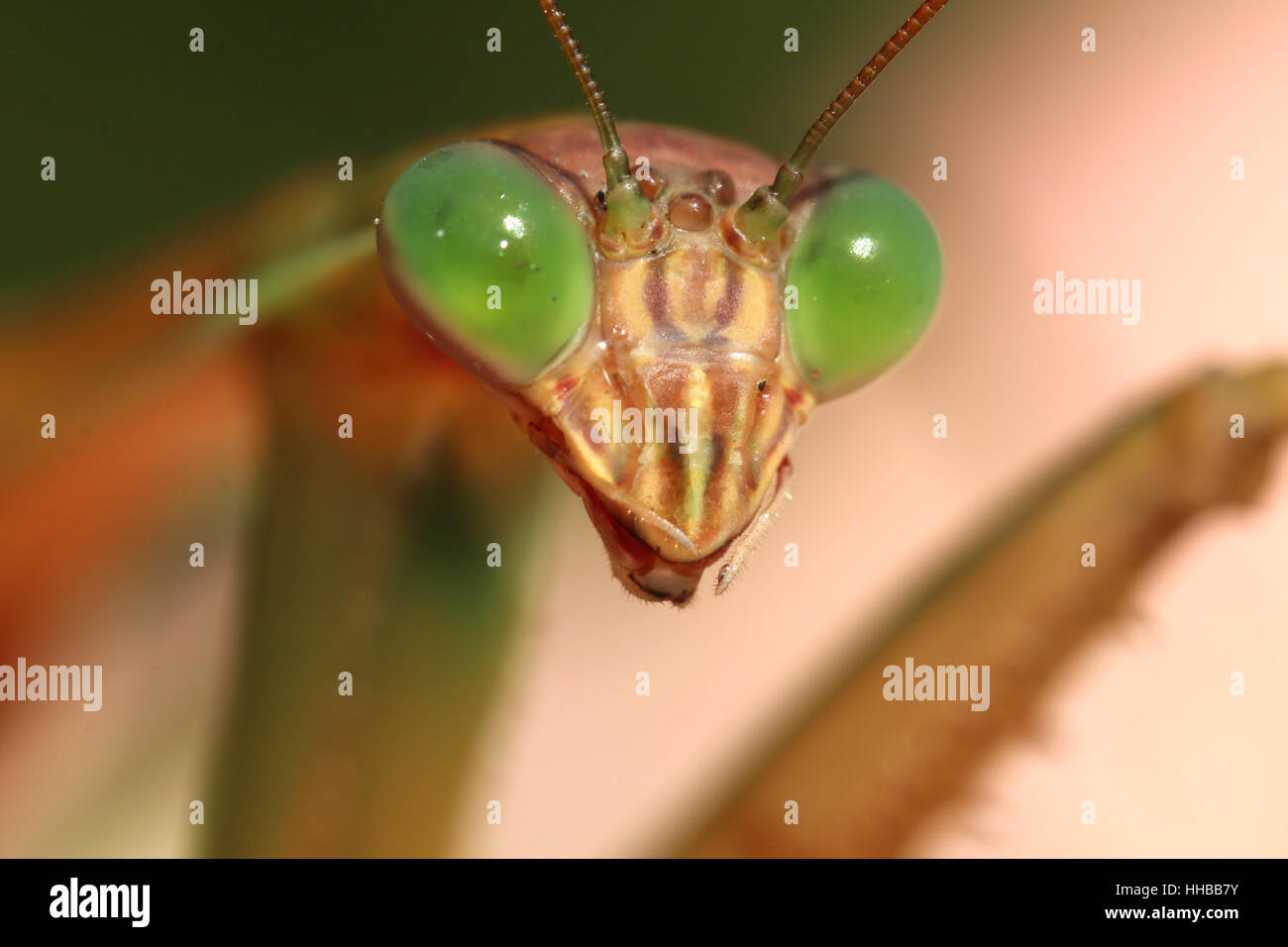 Praying mantis face close up Stock Photo