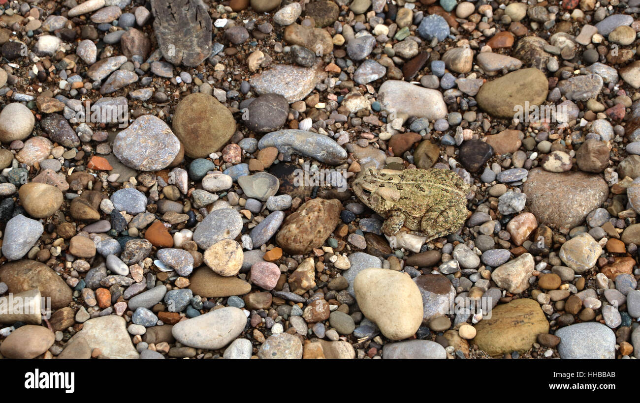 American Toad camouflage on gravel beach Little Miami River Ohio Stock Photo