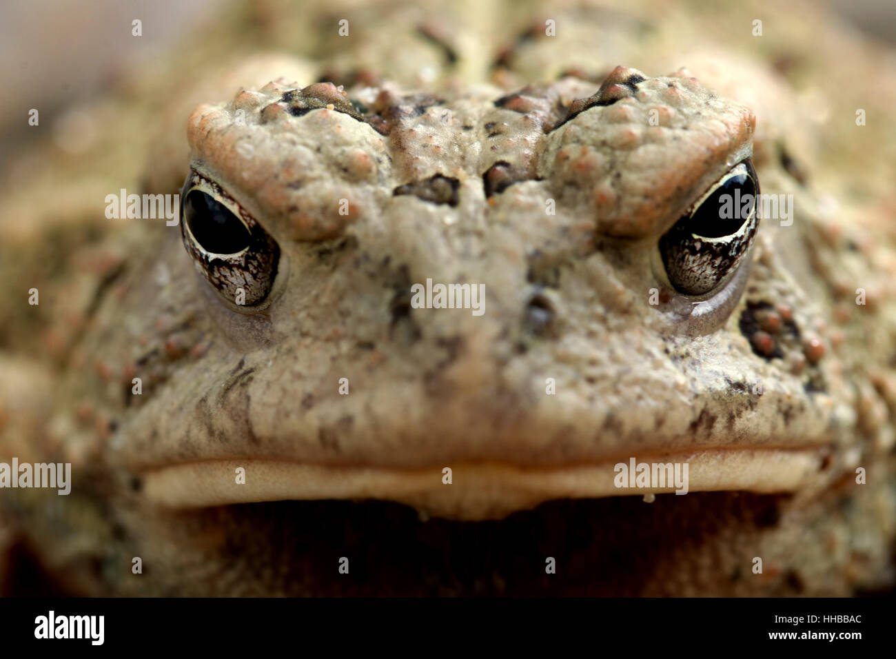 American Toad camouflage on gravel beach Little Miami River Ohio Stock Photo