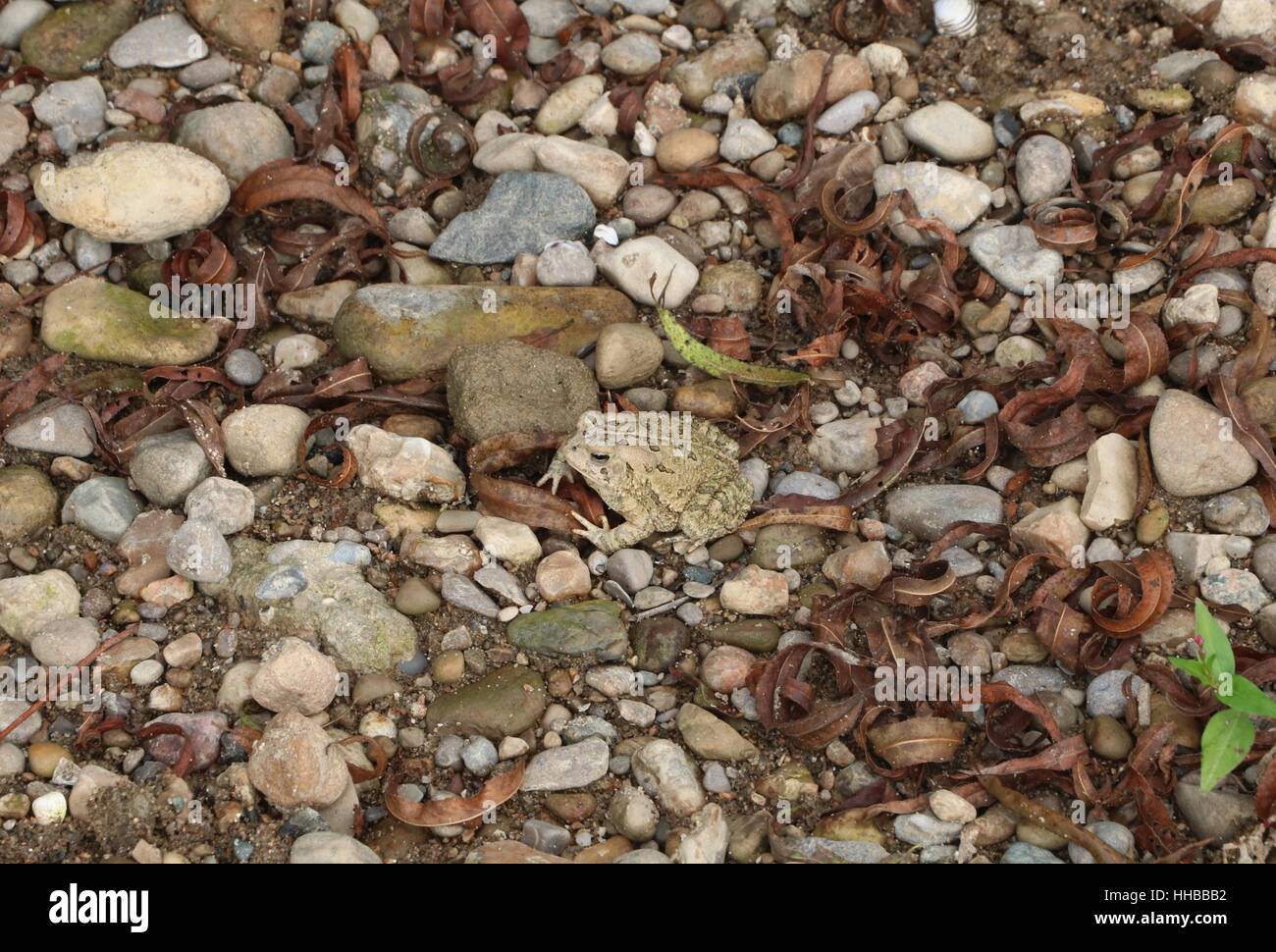 American Toad camouflage on gravel beach Little Miami River Ohio Stock Photo