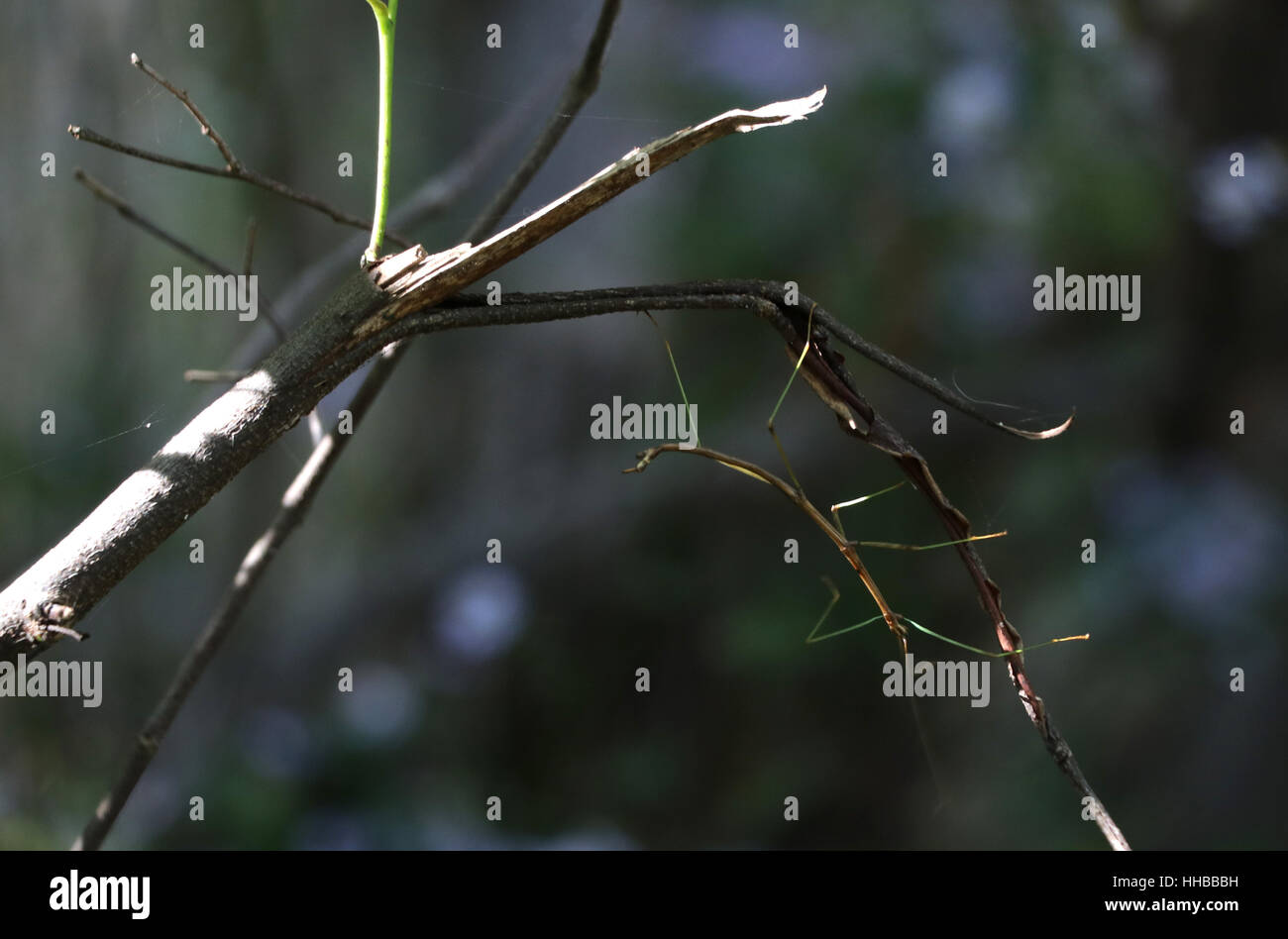 Walking stick insect on branch Ohio Stock Photo - Alamy
