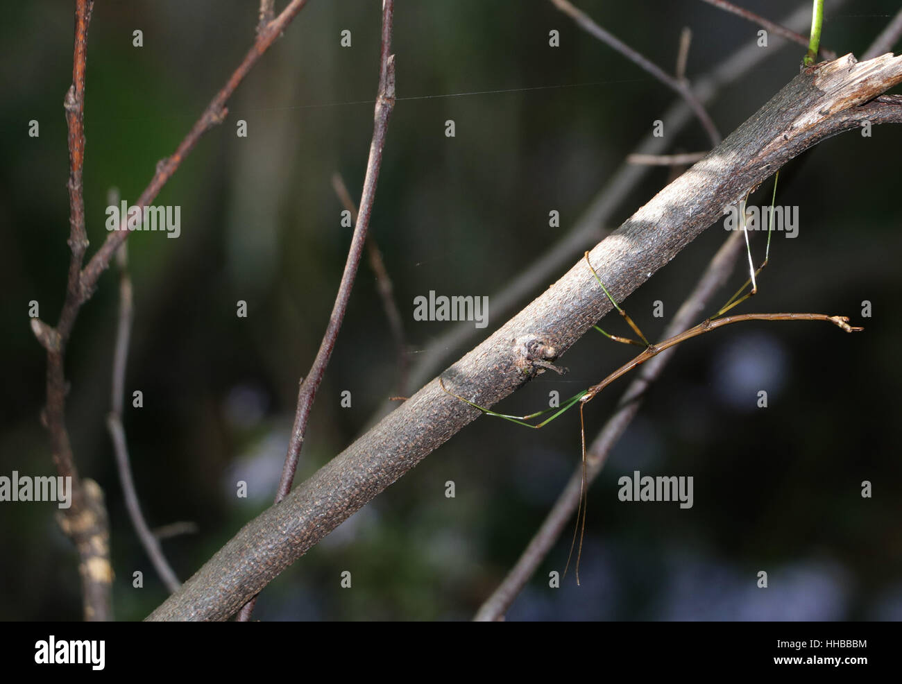 Camouflage insect walking stick hi-res stock photography and images - Alamy