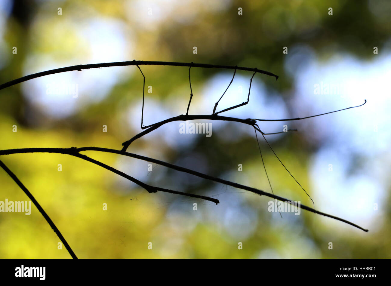 Walking stick insect on branch Ohio Stock Photo: 131172161 - Alamy