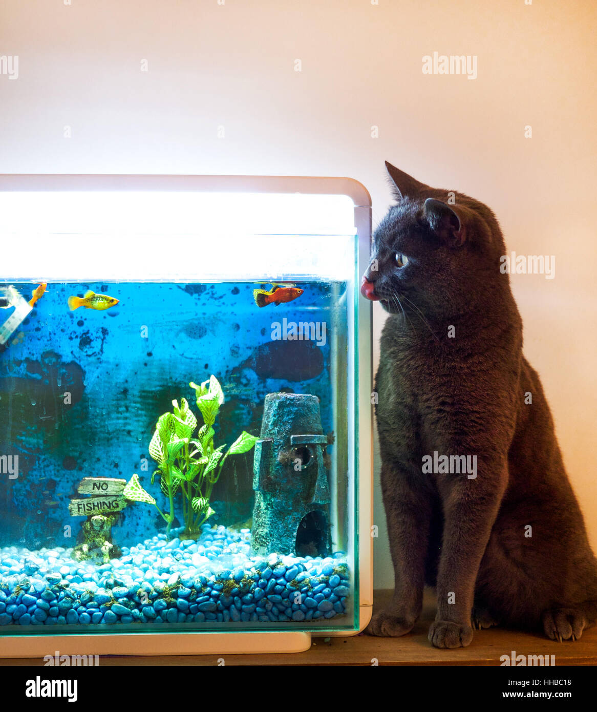 British blue cat licking his lips sitting next to a fish tank with orange and red goal fish in the tank, he is staring at the fish Stock Photo