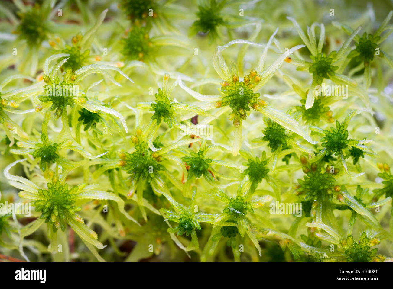 Bog Moss ( Sphagnum fallax) at Abernethy Forest in Scotland. Stock Photo