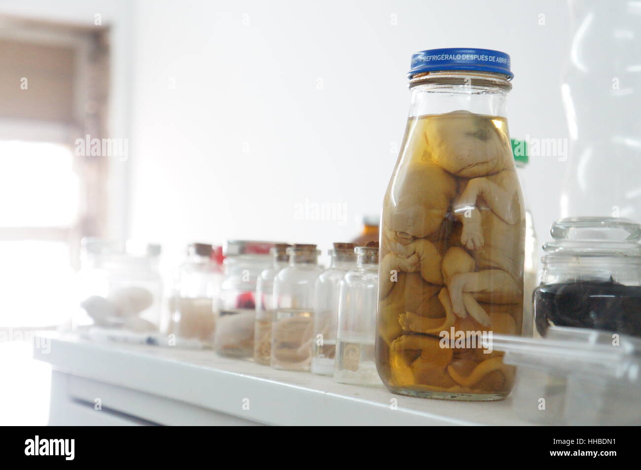 Preserved specimen jar hi-res stock photography and images - Alamy