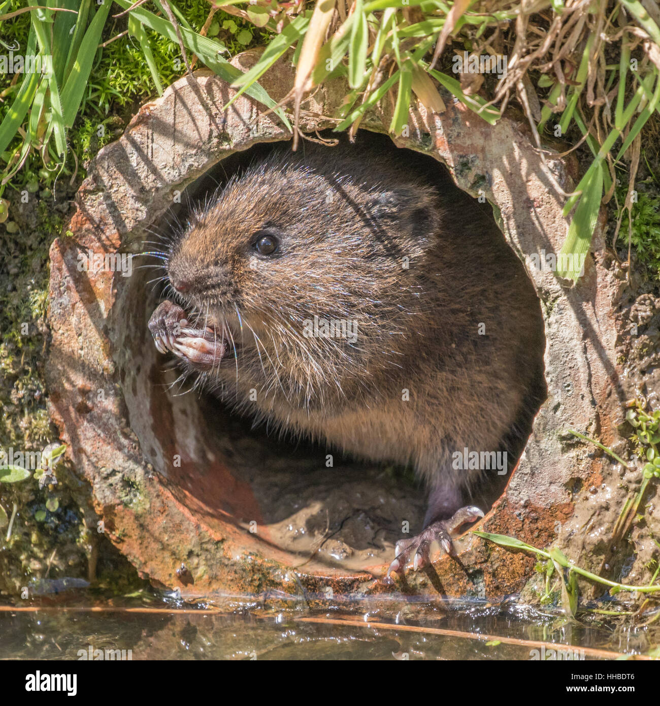 Vole eating grass hi-res stock photography and images - Alamy