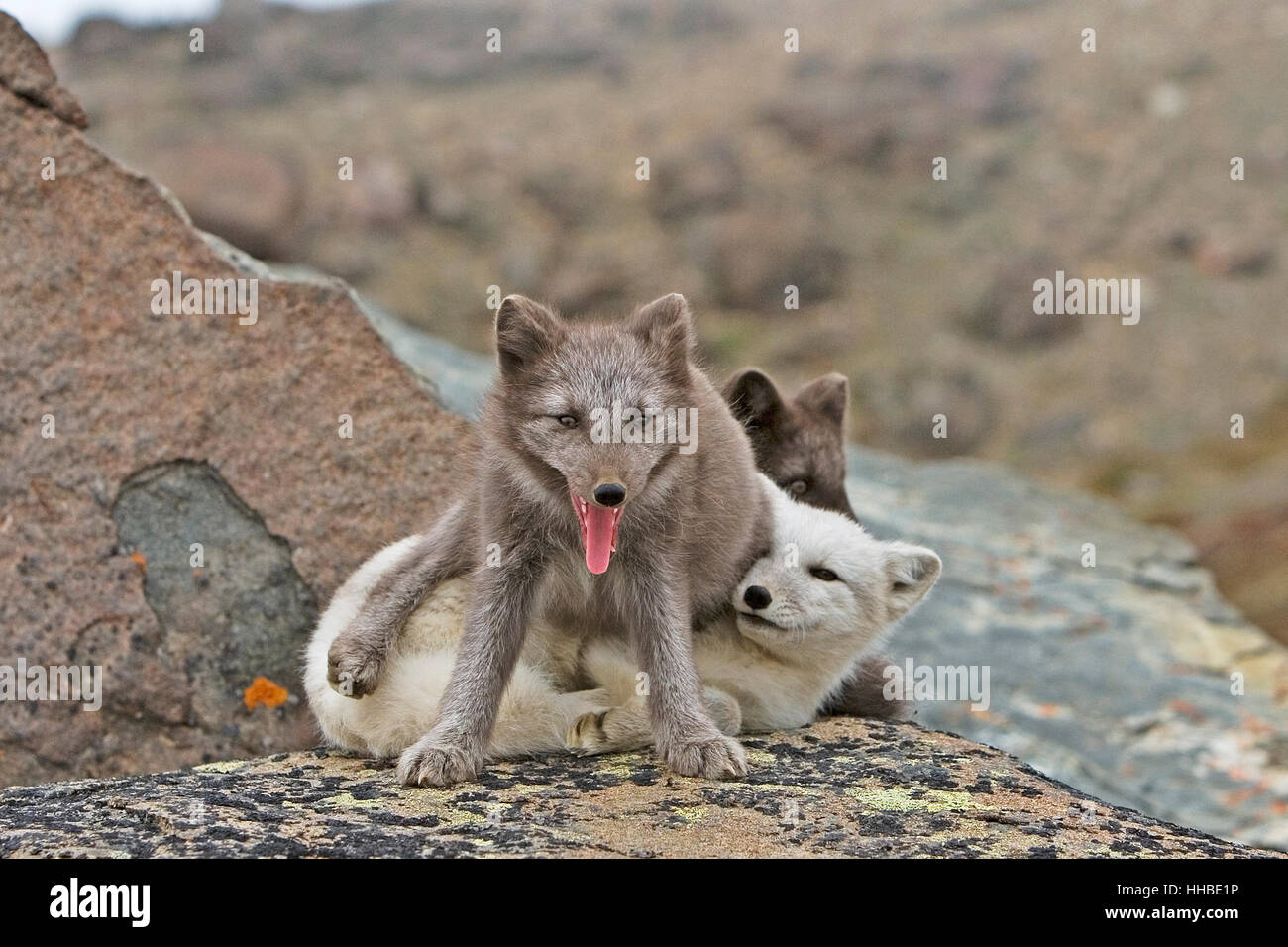Arctic fox kits playing Stock Photo - Alamy