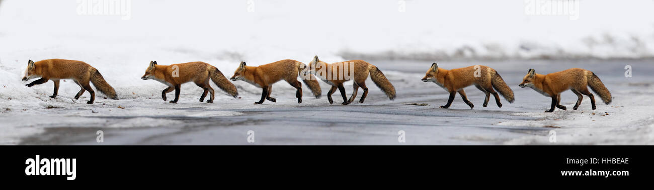 Red fox crossing the street, panorama Stock Photo