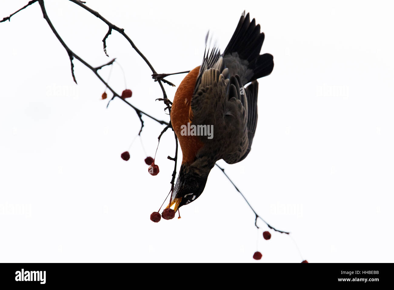 American Robin feeding in winter Stock Photo Alamy