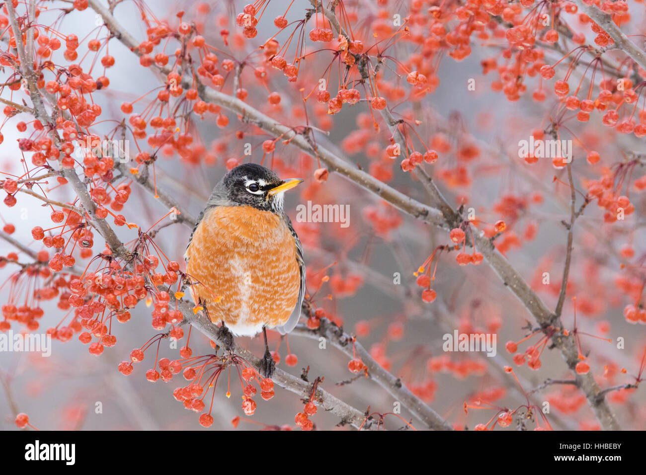 American Robin feeding in winter Stock Photo Alamy