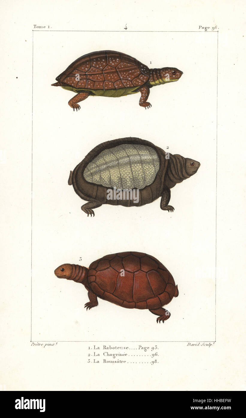 Spot legged turtle, Rhinoclemmys punctularia 1, Indian flapshell turtle, Lyssemys punctata 2, and North African helmeted turtle, Pelomedusa subrufa olivacea. Handcoloured copperplate engraving by David after an illustration by Jean-Gabriel Pretre from Bernard Germain de Lacepede's Natural History of Oviparous Quadrupeds, Snakes, Fish and Cetaceans, Eymery, Paris, 1825. Stock Photo