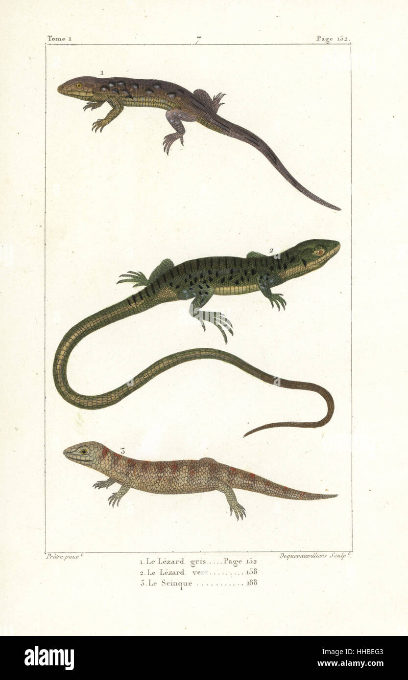 Eastern fence lizard, Sceloporus undulatus 1, European green lizard, Lacerta viridis 2, and sandfish or skink, Scincus scincus 3. Handcoloured copperplate engraving by Dequevauvilliers after an illustration by Jean-Gabriel Pretre from Bernard Germain de Lacepede's Natural History of Oviparous Quadrupeds, Snakes, Fish and Cetaceans, Eymery, Paris, 1825. Stock Photo