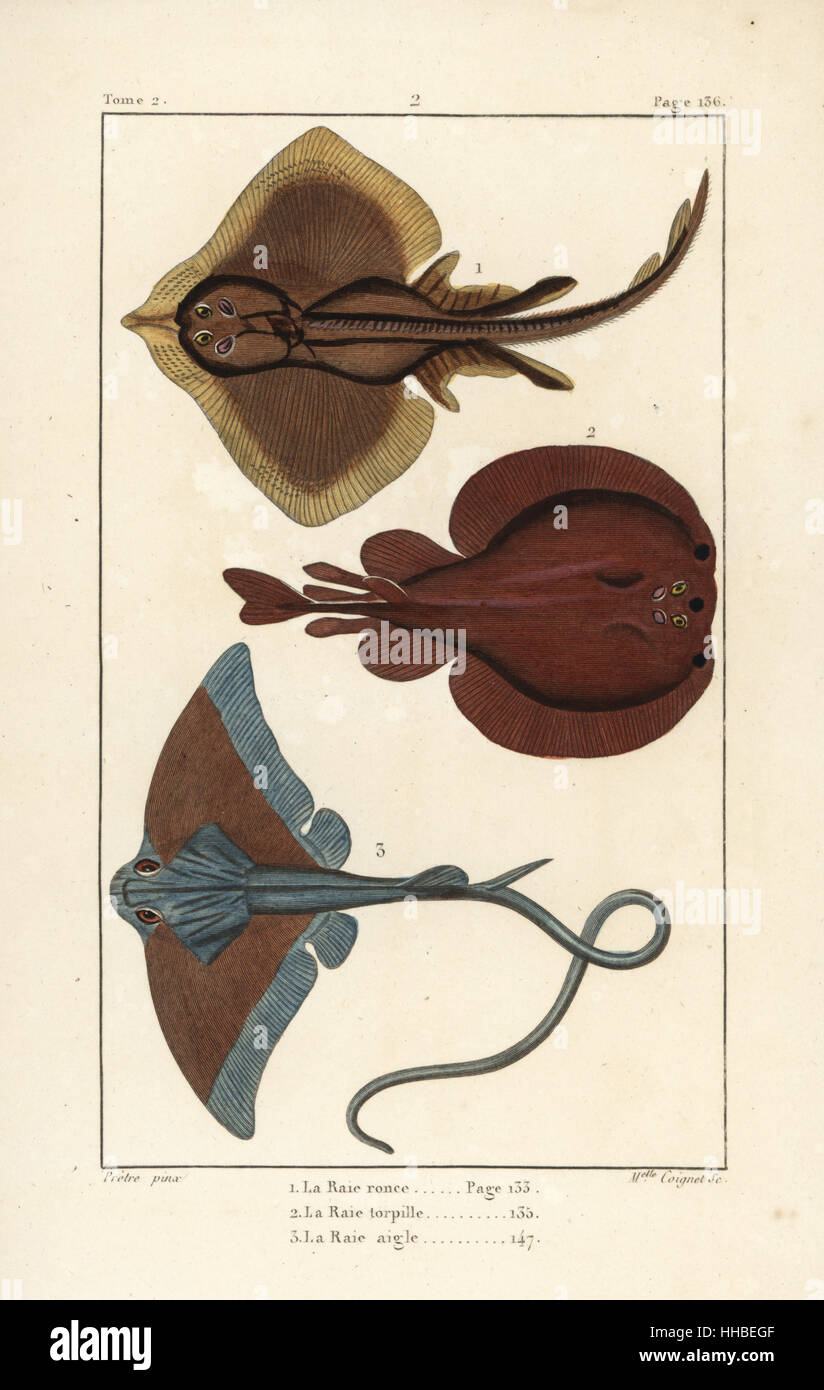 Thornback ray, Raja clavata (Raia rubus), torpedo, Torpedo torpedo, and eagle ray, Myliobatis aquila. Handcoloured copperplate engraving by Miss Coignet after an illustration by Jean-Gabriel Pretre from Bernard Germain de Lacepede's Natural History of Oviparous Quadrupeds, Snakes, Fish and Cetaceans, Eymery, Paris, 1825. Stock Photo