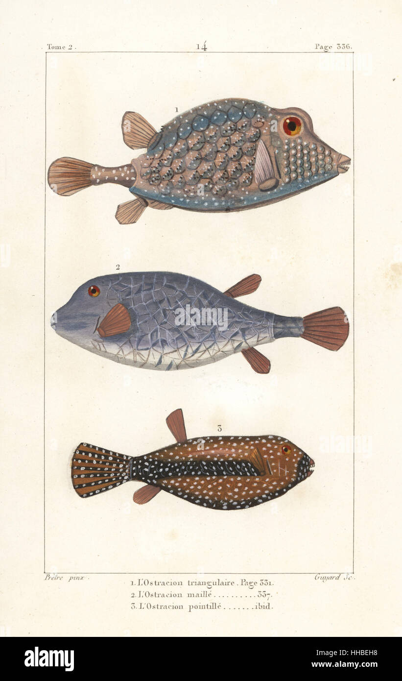 Triangular boxfish, Tetrosomus concatenatus 1,2, and spotted boxfish, Ostracion meleagris 3. Handcoloured copperplate engraving by Jean Baptiste Guyard after an illustration by Jean-Gabriel Pretre from Bernard Germain de Lacepede's Natural History of Oviparous Quadrupeds, Snakes, Fish and Cetaceans, Eymery, Paris, 1825. Stock Photo