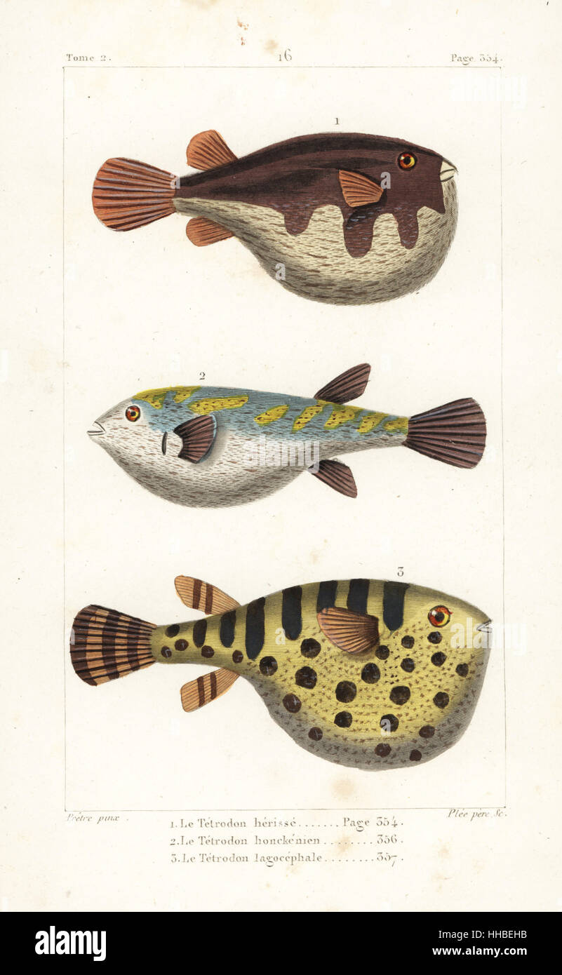 White-spotted puffer, Arothron hispidus, evileye blaasop, Amblyrhynchotes honckenii, and oceanic puffer, Lagocephalus lagocephalus. Handcoloured copperplate engraving by Plee Sr. after an illustration by Jean-Gabriel Pretre from Bernard Germain de Lacepede's Natural History of Oviparous Quadrupeds, Snakes, Fish and Cetaceans, Eymery, Paris, 1825. Stock Photo