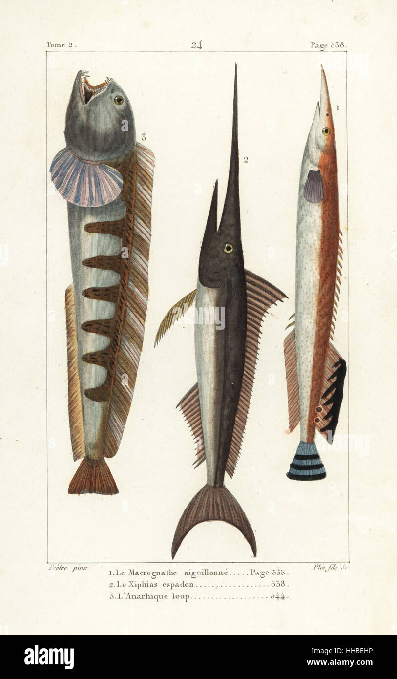 Lesser spiny eel, Macrognathus aculeatus, swordfish, Xiphias gladius, and wolffish, Anarhichas