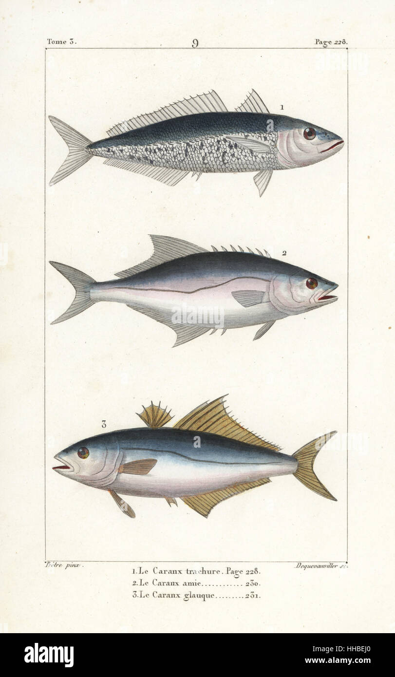 Horse mackerel, Trachurus trachurus, leerfish, Lichia amia, and pompano, Trachinotus ovatus. Handcoloured copperplate engraving by Dequevauviller after an illustration by Jean-Gabriel Pretre from Bernard Germain de Lacepede's Natural History of Oviparous Quadrupeds, Snakes, Fish and Cetaceans, Eymery, Paris, 1825. Stock Photo