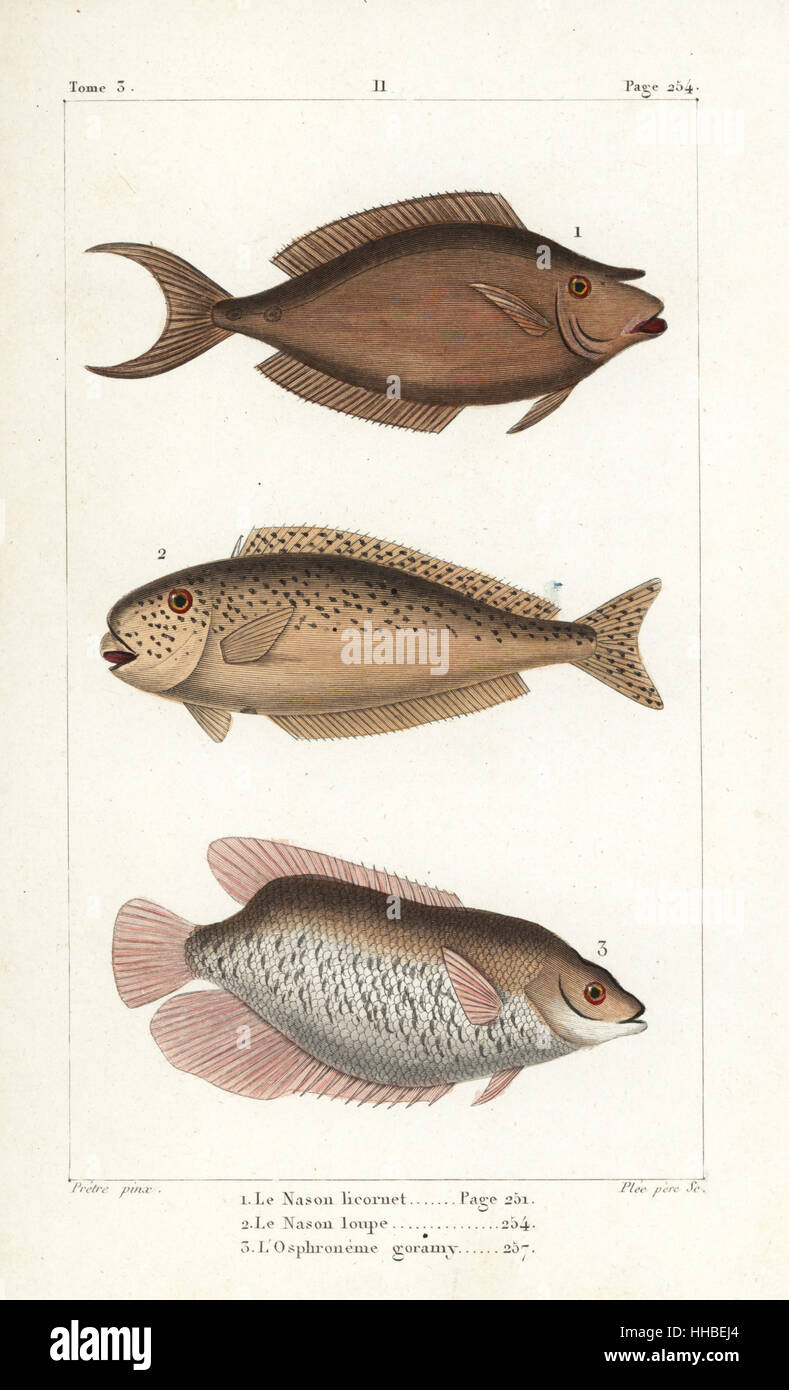 Bluespine unicornfish, Naso unicornis, bulbnose unicornfish, Naso tonganus, and giant gourami, Osphronemus goramy. Handcoloured copperplate engraving by Plee Sr. after an illustration by Jean-Gabriel Pretre from Bernard Germain de Lacepede's Natural History of Oviparous Quadrupeds, Snakes, Fish and Cetaceans, Eymery, Paris, 1825. Stock Photo