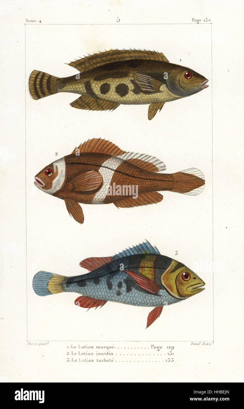 Bluestriped snapper, Lutjanus notatus, saddleback clownfish, Amphiprion polymnus, and saddlegrunt, Pomadasys maculatus. Handcoloured copperplate engraving by David after an illustration by Jean-Gabriel Pretre from Bernard Germain de Lacepede's Natural History of Oviparous Quadrupeds, Snakes, Fish and Cetaceans, Eymery, Paris, 1825. Stock Photo