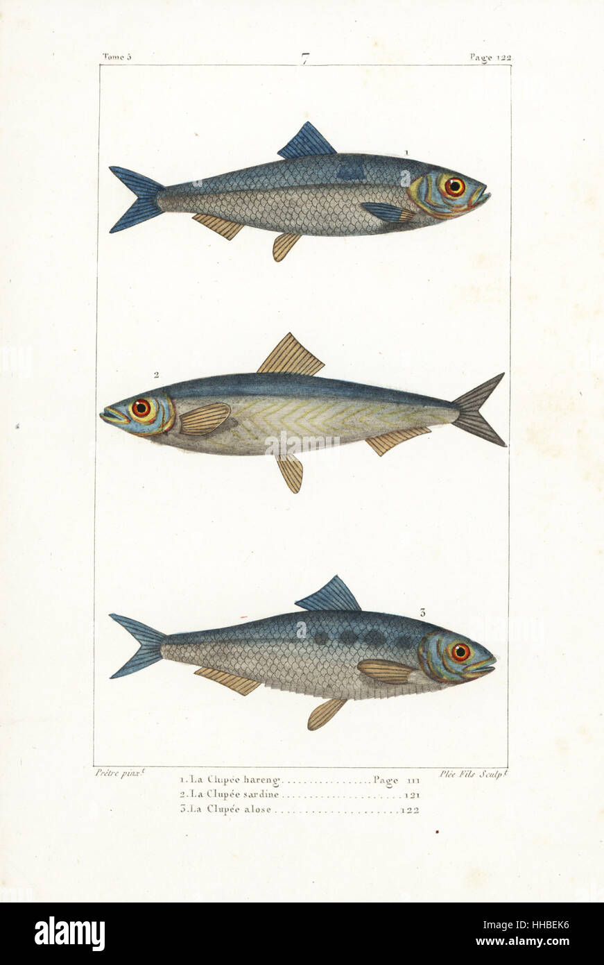 Herring, Clupea harengus, sprat, Sprattus sprattus, and shad, Alosa alosa. Handcoloured copperplate engraving by Plee Jr. after an illustration by Jean-Gabriel Pretre from Bernard Germain de Lacepede's Natural History of Oviparous Quadrupeds, Snakes, Fish and Cetaceans, Eymery, Paris, 1825. Stock Photo