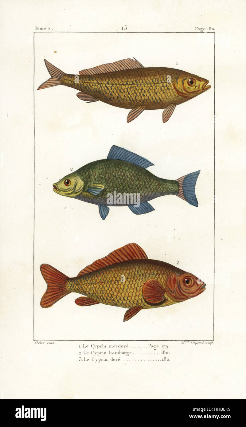 Common carp, Cyprinus carpio (vulnerable), bronze carp, Carassius carassius, and goldfish, Carassius auratus. Handcoloured copperplate engraving by Miss Coignet after an illustration by Jean-Gabriel Pretre from Bernard Germain de Lacepede's Natural History of Oviparous Quadrupeds, Snakes, Fish and Cetaceans, Eymery, Paris, 1825. Stock Photo