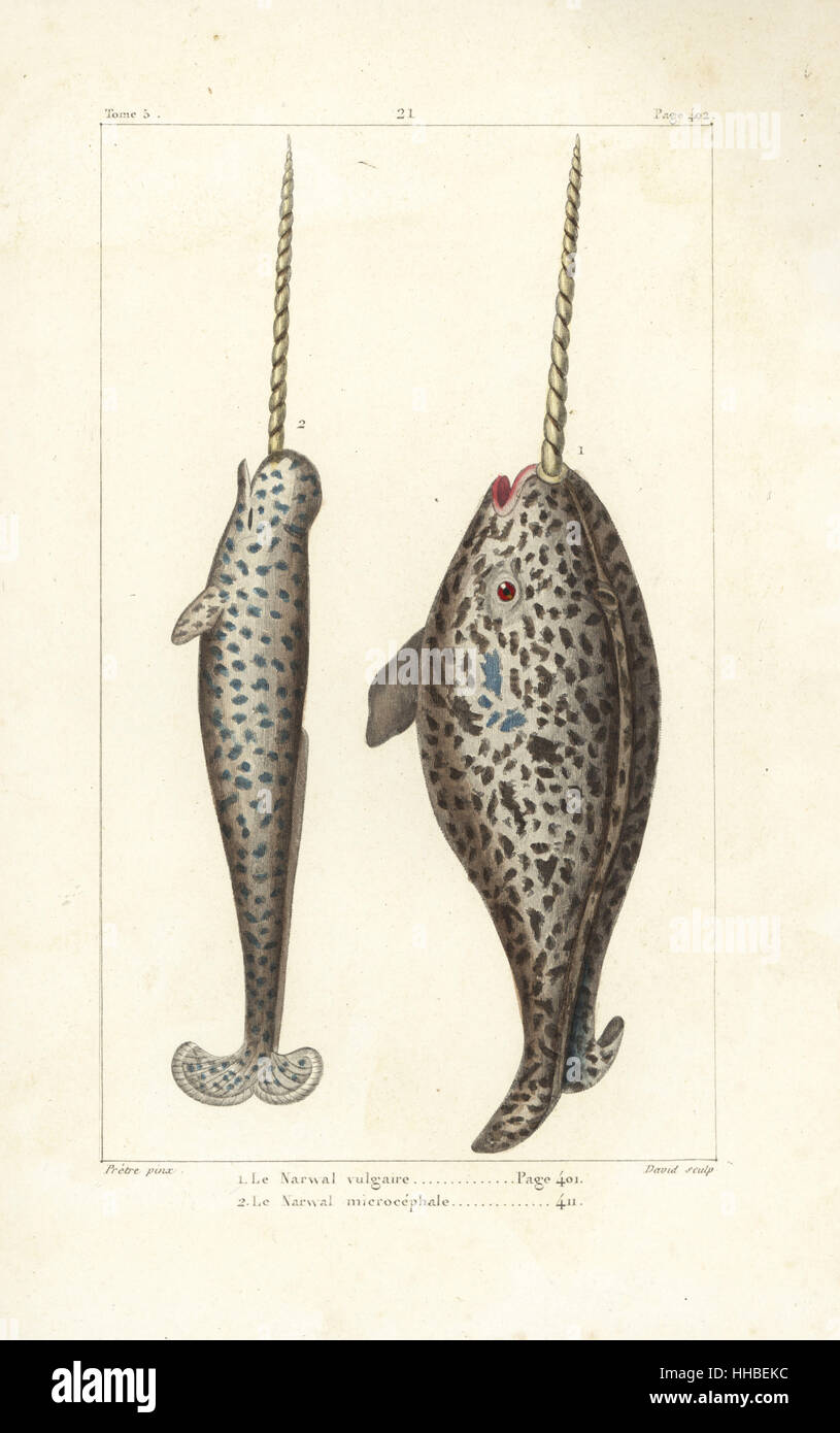 Narwhal or sea canary, Monodon monoceros (1,2). Handcoloured copperplate engraving by David after an illustration by Jean-Gabriel Pretre from Bernard Germain de Lacepede's Natural History of Oviparous Quadrupeds, Snakes, Fish and Cetaceans, Eymery, Paris, 1825. Stock Photo