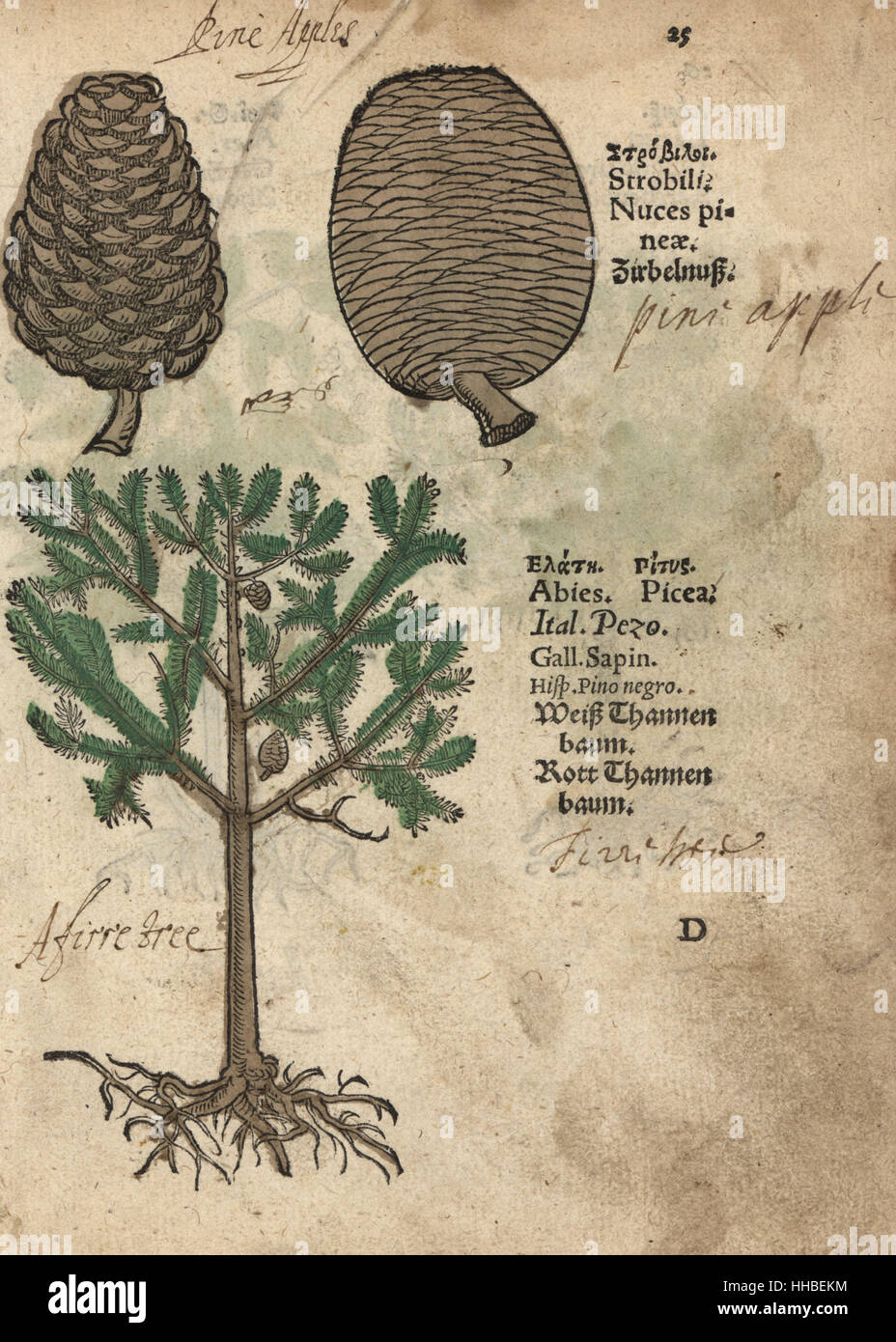 Norway spruce, Picea abies, and pine cones or pine apples. Handcoloured woodblock engraving of a botanical illustration from Adam Lonicer's Krauterbuch, or Herbal, Frankfurt, 1557. This from a 17th century pirate edition or atlas of illustrations only, with captions in Latin, Greek, French, Italian, German, and in English manuscript. Stock Photo