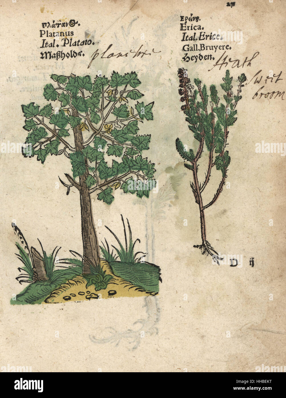 Plane tree, Platanus species, and heath, Erica species. Handcoloured woodblock engraving of a botanical illustration from Adam Lonicer's Krauterbuch, or Herbal, Frankfurt, 1557. This from a 17th century pirate edition or atlas of illustrations only, with captions in Latin, Greek, French, Italian, German, and in English manuscript. Stock Photo
