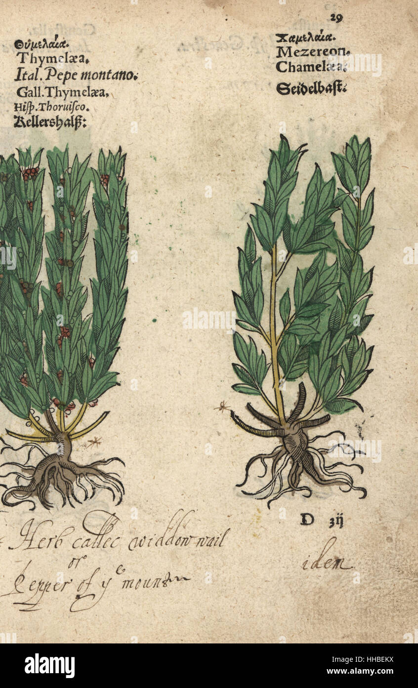 Widdow-wail, or pepper of the mountain, Thymelaea sanamunda, and mezereon, Daphne mezereum. Handcoloured woodblock engraving of a botanical illustration from Adam Lonicer's Krauterbuch, or Herbal, Frankfurt, 1557. This from a 17th century pirate edition or atlas of illustrations only, with captions in Latin, Greek, French, Italian, German, and in English manuscript. Stock Photo