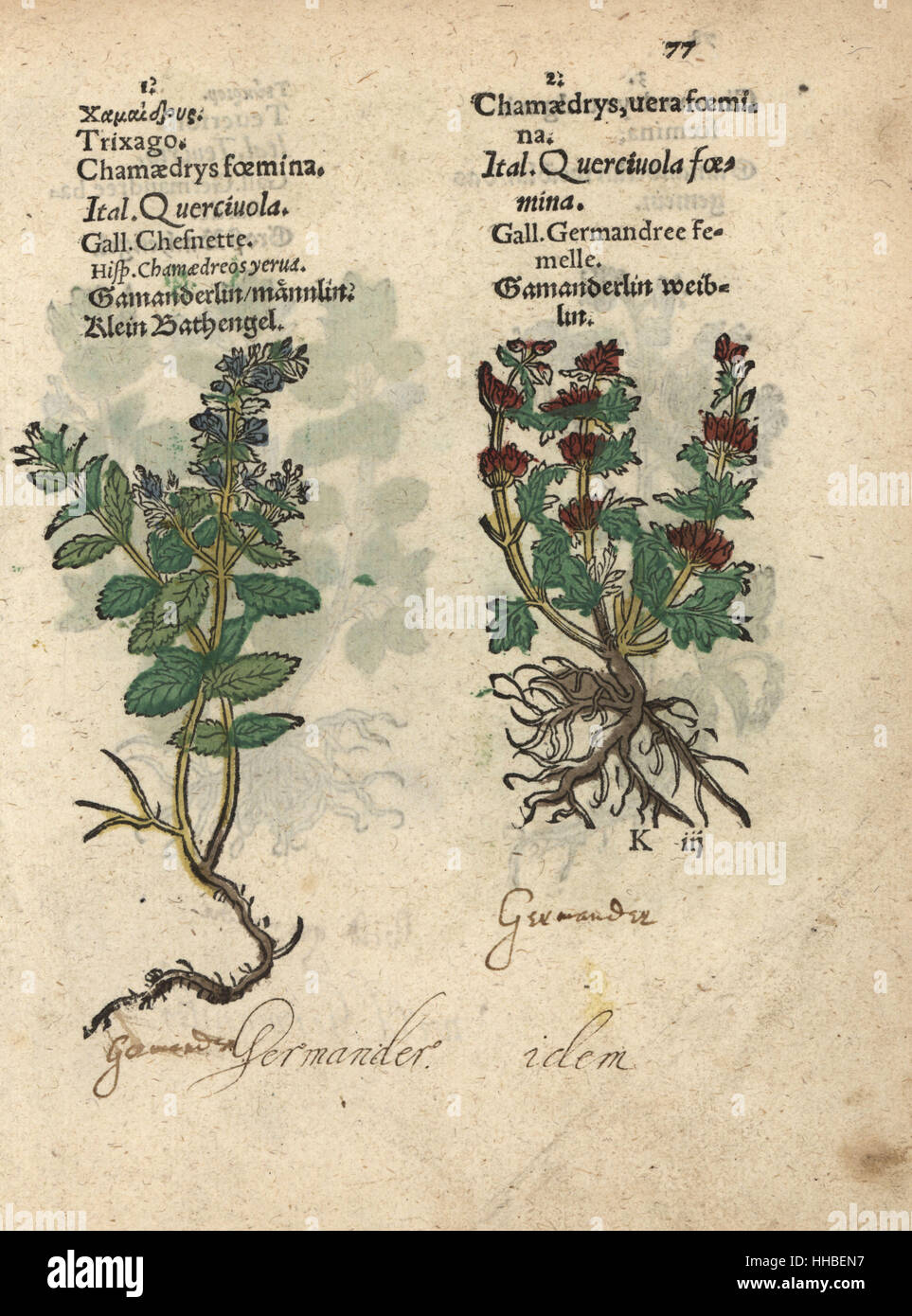 Cut-leaved germander, Teucrium botrys, and common germander, Teucrium chamaedrys. Handcoloured woodblock engraving of a botanical illustration from Adam Lonicer's Krauterbuch, or Herbal, Frankfurt, 1557. This from a 17th century pirate edition or atlas of illustrations only, with captions in Latin, Greek, French, Italian, German, and in English manuscript. Stock Photo