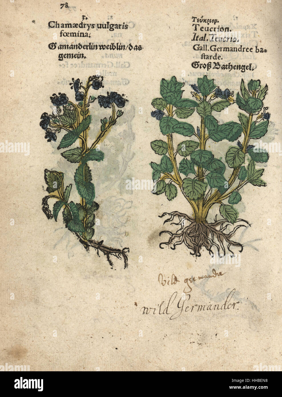 Bird's eye, Veronica chamaedrys, and yellow germander, Teucrium flavum. Handcoloured woodblock engraving of a botanical illustration from Adam Lonicer's Krauterbuch, or Herbal, Frankfurt, 1557. This from a 17th century pirate edition or atlas of illustrations only, with captions in Latin, Greek, French, Italian, German, and in English manuscript. Stock Photo