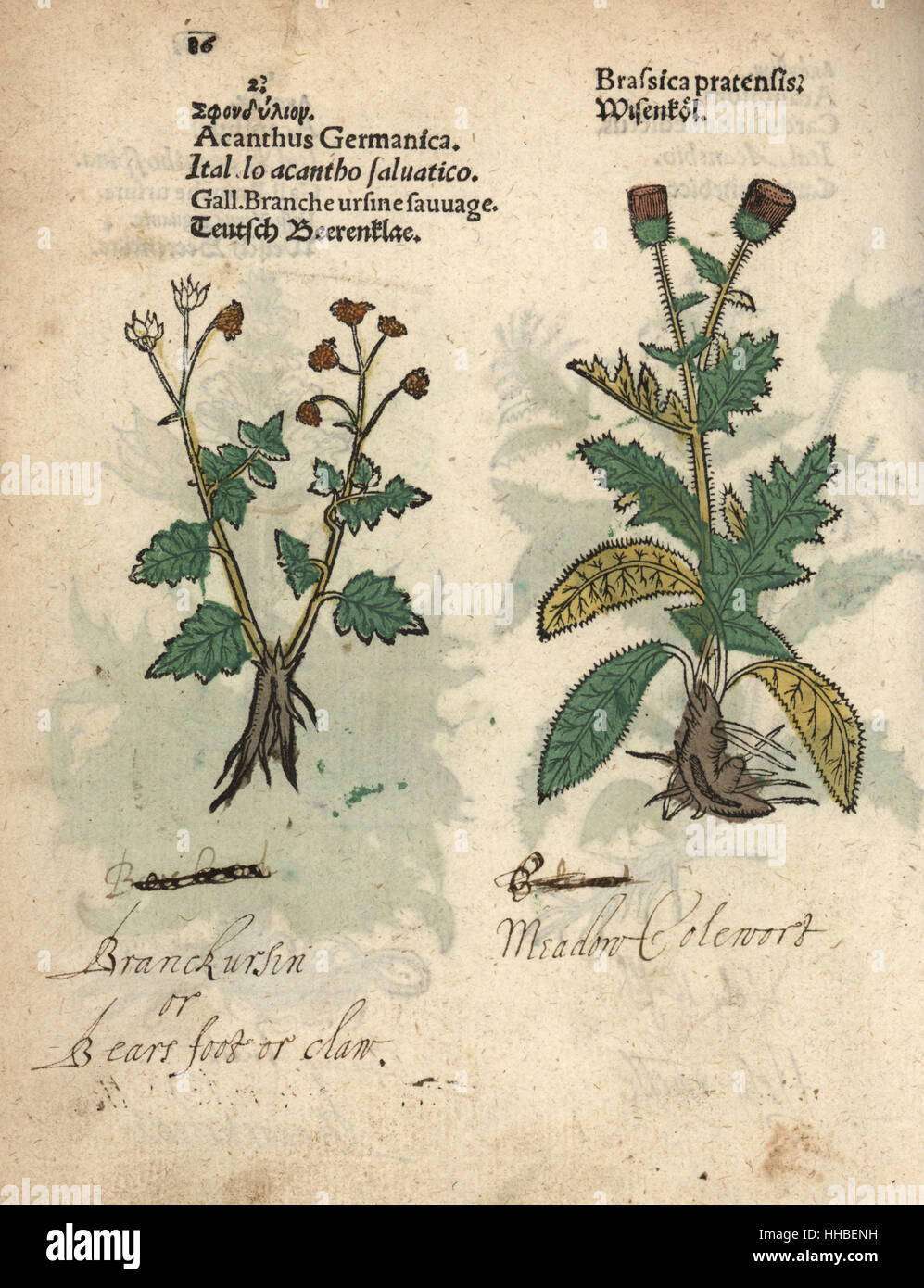 Cow parsnip, Heracleum sphondylium, and creeping thistle, Cirsium arvense. Handcoloured woodblock engraving of a botanical illustration from Adam Lonicer's Krauterbuch, or Herbal, Frankfurt, 1557. This from a 17th century pirate edition or atlas of illustrations only, with captions in Latin, Greek, French, Italian, German, and in English manuscript. Stock Photo