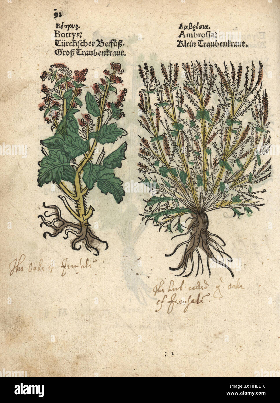 Long-beaked stork's bill, Erodium botrys, and bitterweed or ragwort, Ambrosia artemisiaefolia. Handcoloured woodblock engraving of a botanical illustration from Adam Lonicer's Krauterbuch, or Herbal, Frankfurt, 1557. This from a 17th century pirate edition or atlas of illustrations only, with captions in Latin, Greek, French, Italian, German, and in English manuscript. Stock Photo