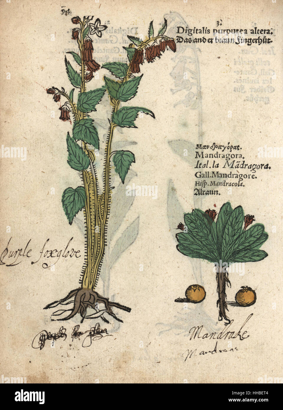 Purple foxglove, Digitalis purpurea altera, and mandrake, Mandragora officinarum. Handcoloured woodblock engraving of a botanical illustration from Adam Lonicer's Krauterbuch, or Herbal, Frankfurt, 1557. This from a 17th century pirate edition or atlas of illustrations only, with captions in Latin, Greek, French, Italian, German, and in English manuscript. Stock Photo