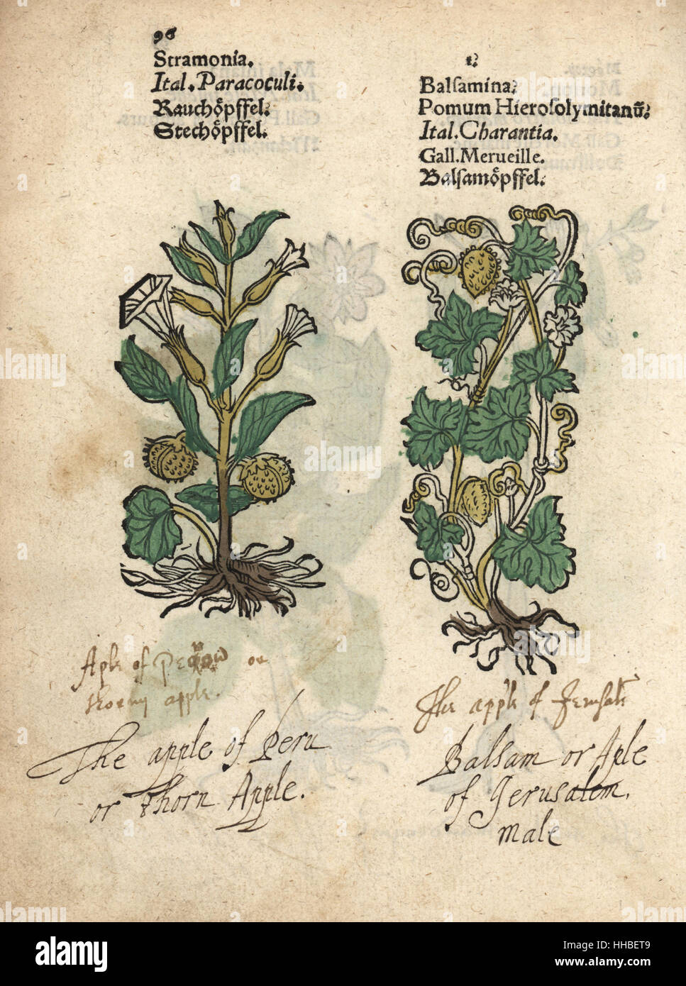 Thorn apple, Datura metel, and balsam apple, Momordica balsamina. Handcoloured woodblock engraving of a botanical illustration from Adam Lonicer's Krauterbuch, or Herbal, Frankfurt, 1557. This from a 17th century pirate edition or atlas of illustrations only, with captions in Latin, Greek, French, Italian, German, and in English manuscript. Stock Photo