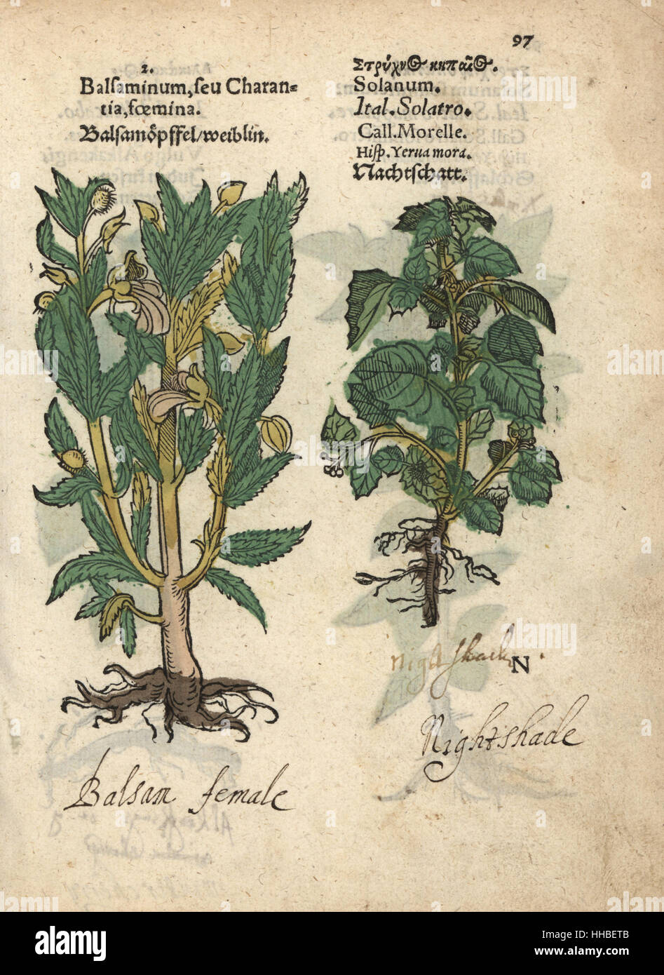 Balsam apple female, Momordica balsamina, and deadly nightshade, Atropa belladonna. Handcoloured woodblock engraving of a botanical illustration from Adam Lonicer's Krauterbuch, or Herbal, Frankfurt, 1557. This from a 17th century pirate edition or atlas of illustrations only, with captions in Latin, Greek, French, Italian, German, and in English manuscript. Stock Photo
